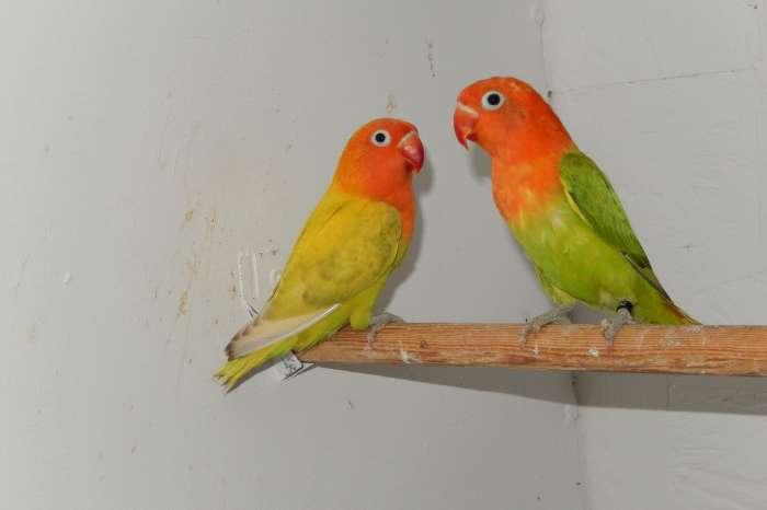 jong koppel fischeries groenopaline x pastel