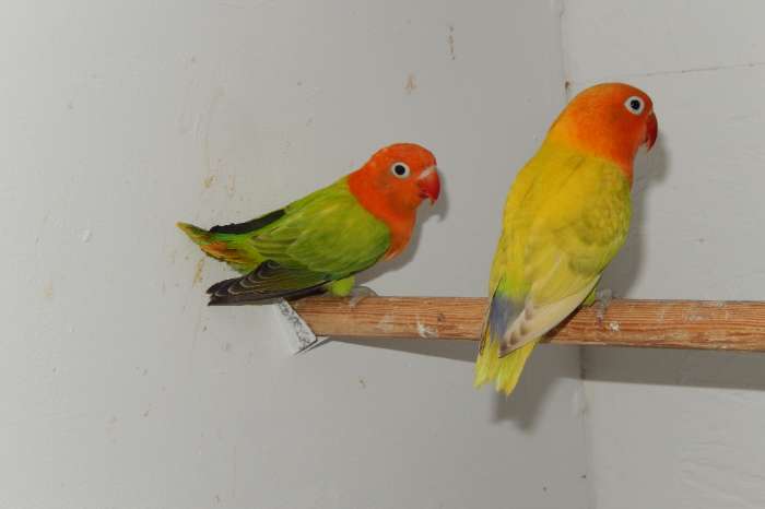 jong koppel fischeries groenopaline x pastel