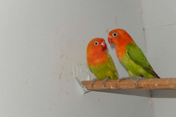 jong koppel fischeries groenopaline x pastel