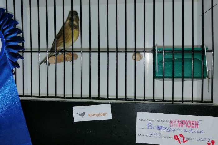 baardsijs x kneu tt vogel