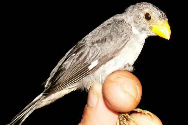 sporophila schistacea/gele bek