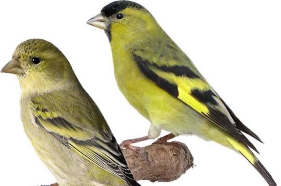 2 koppels baardsijzen