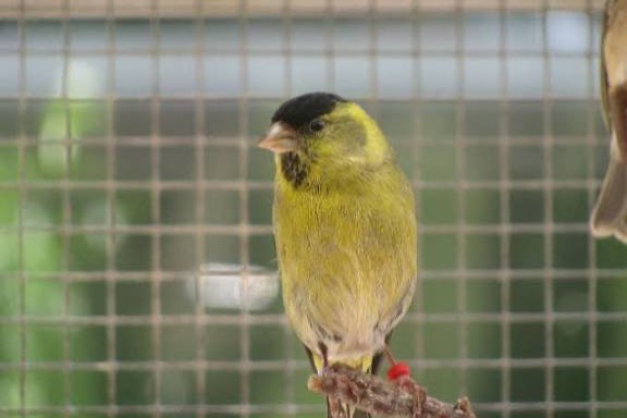 2 koppels baardsijzen