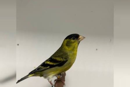 2 koppels baardsijzen