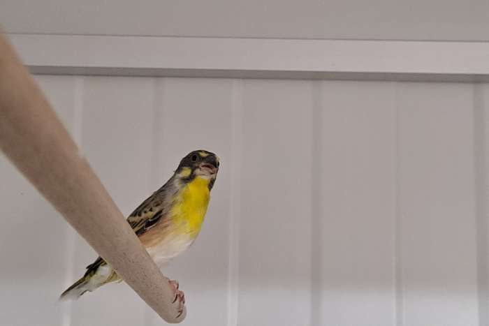 citroenborst edelzangers