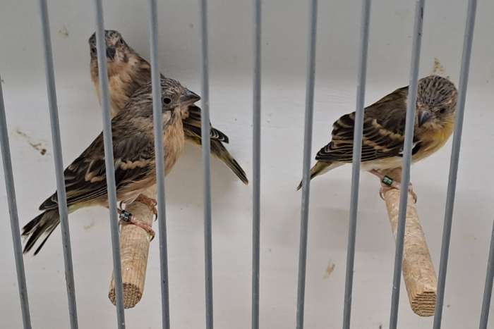 citroenborst edelzangers