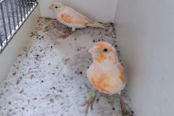 koppel harlekijn kanaries