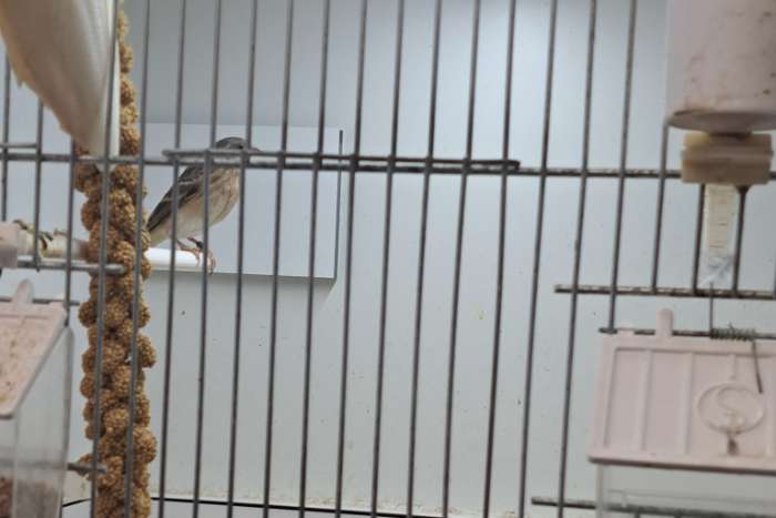 citroenborstedelzangers