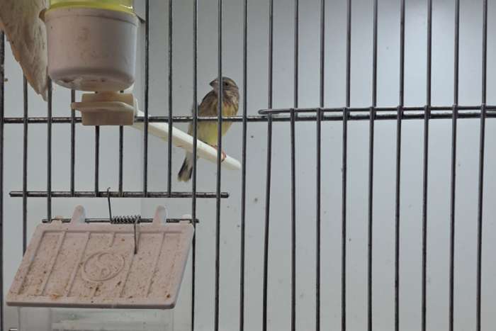 citroenborstedelzangers