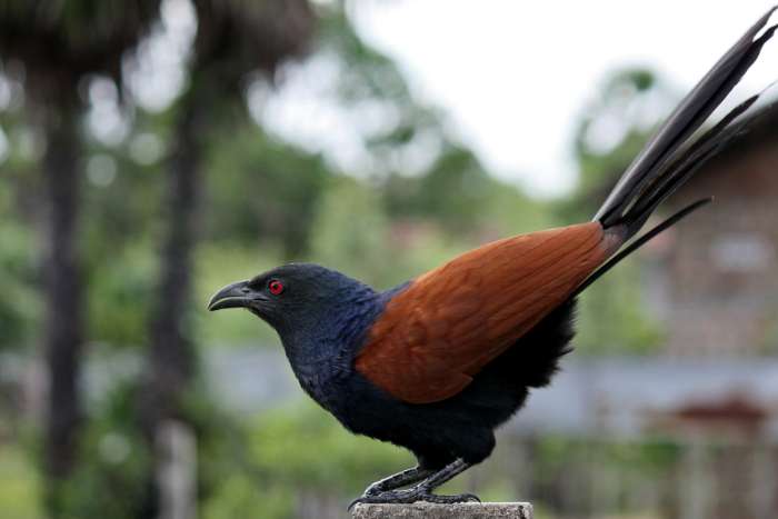 2 koppels chinese spoorkoekoek