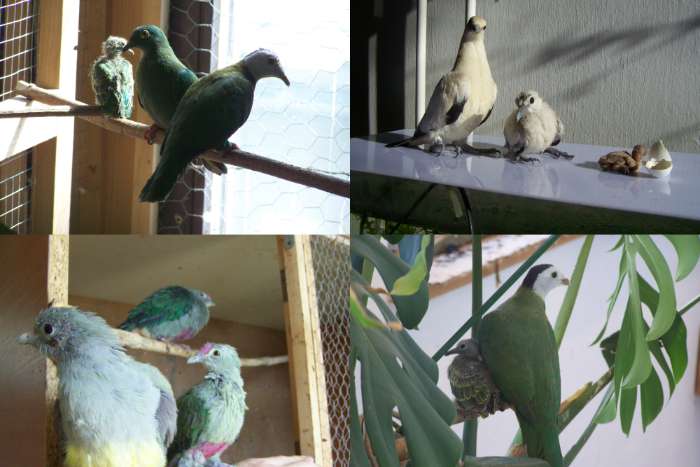 fruit doves/pigeons available