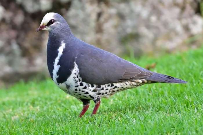 koppel wonga of jamaica grondduiven