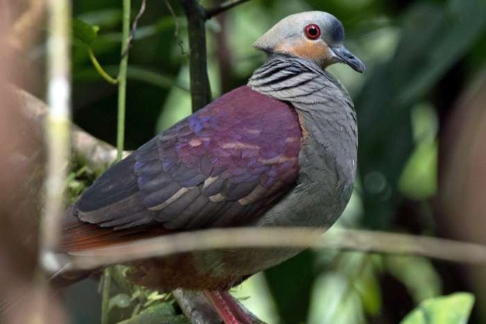 koppel wonga of jamaica grondduiven