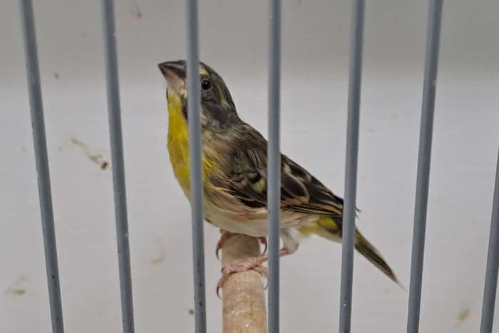 citroenborst edelzangers