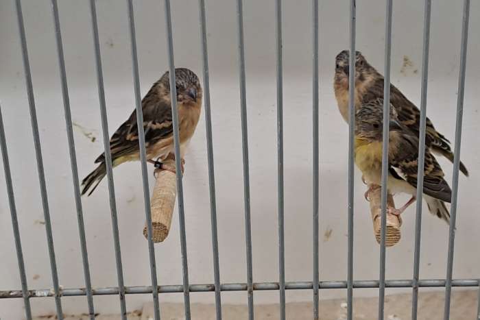 citroenborst edelzangers