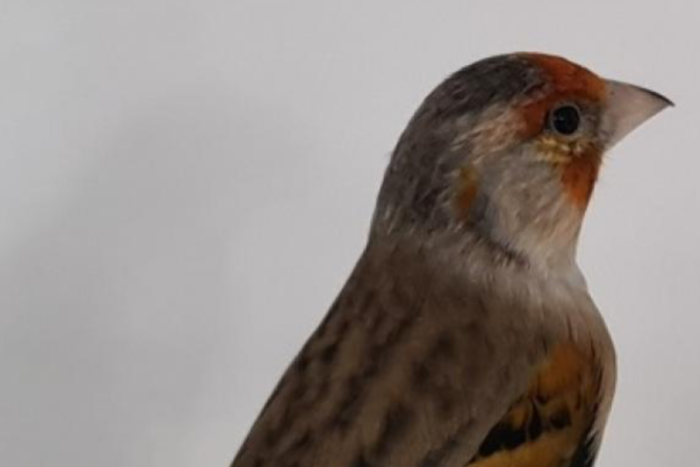 gezocht kruising putter-kanarie