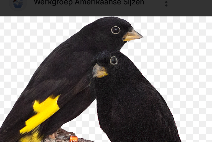 gezocht poppen zwarte sijs