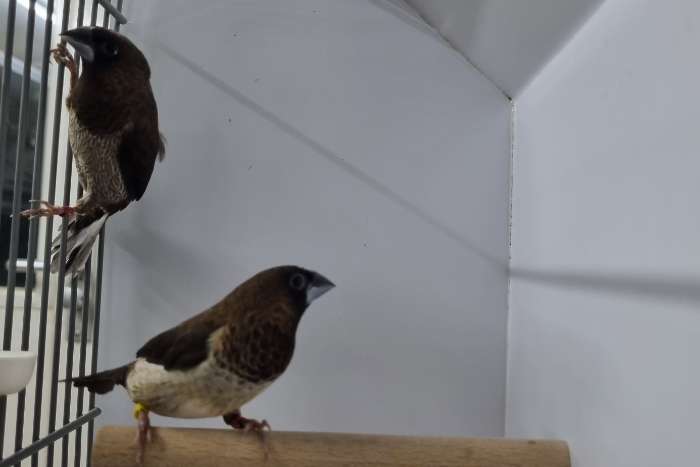 3 kweekkoppels japanse meeuwen