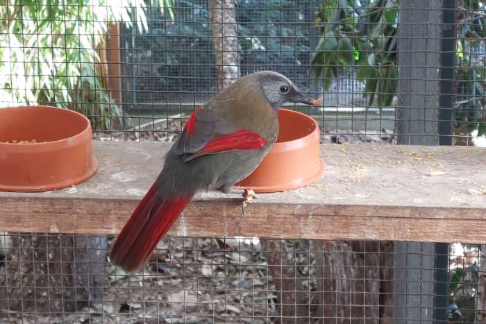 trochalopteron formosum