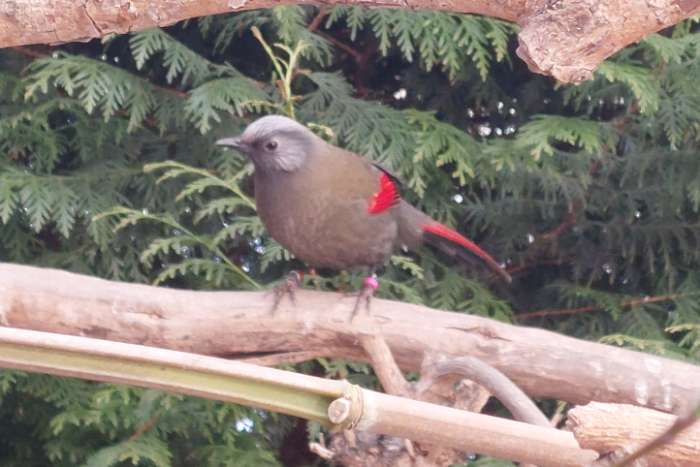 trochalopteron formosum