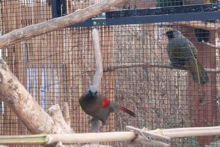 trochalopteron formosum