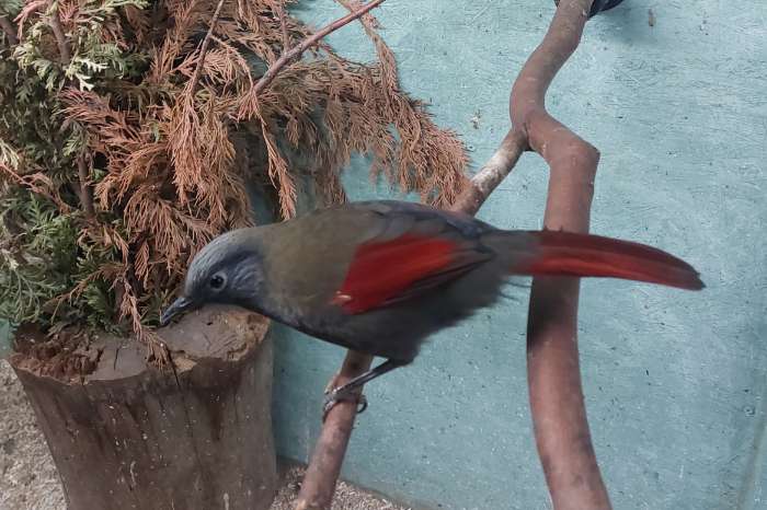 trochalopteron formosum