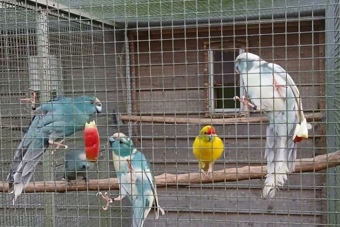 diverse kakariki's mannen