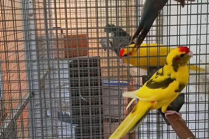 diverse kakariki's mannen