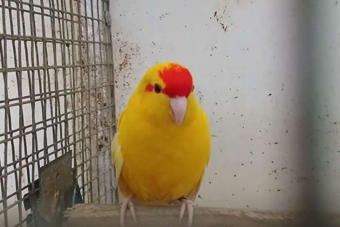 diverse kakariki's mannen