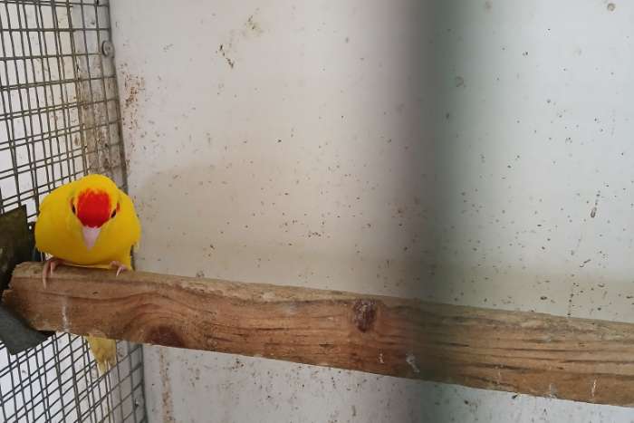 diverse kakariki's mannen