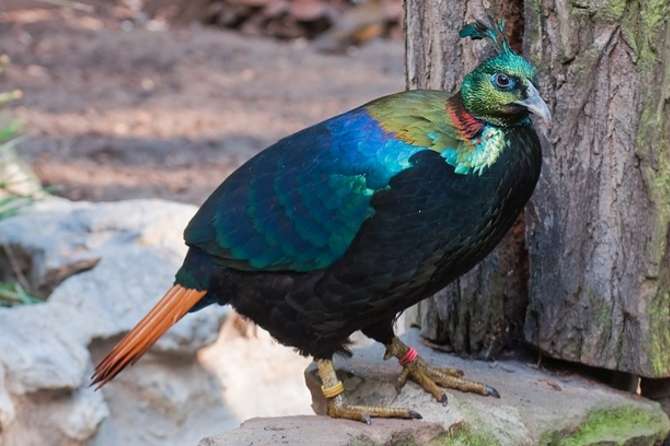 0-1 glansfazant overjarig gezocht