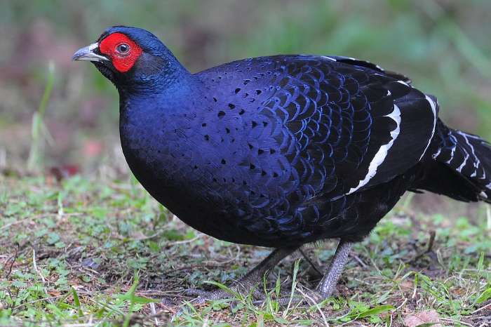 0 - 1 mikado gezocht