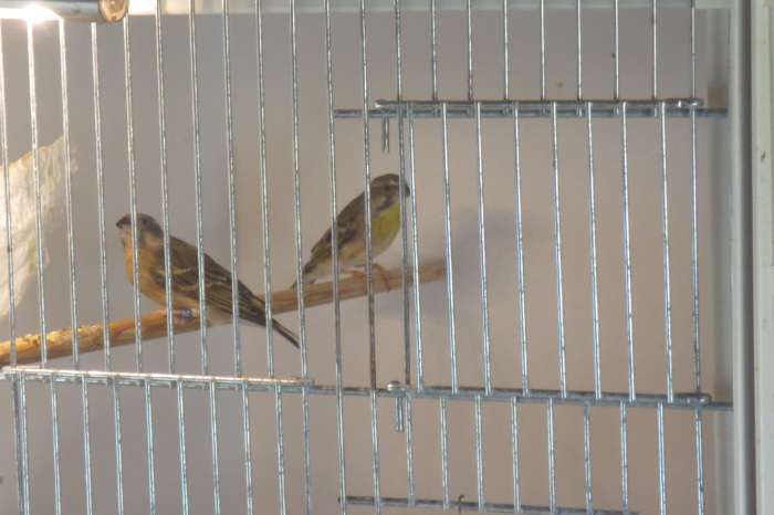 citroenborstedelzangers - serinus citrinipectus