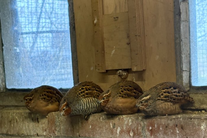 jungle bush kwartels natuurbroed