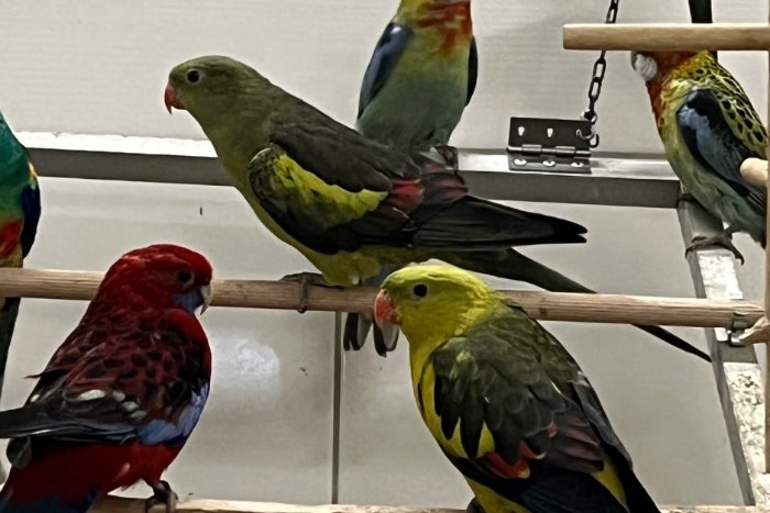 1-1 bergparkiet broedrijp