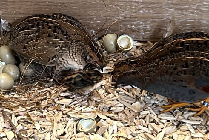 chinese dwergkwartel