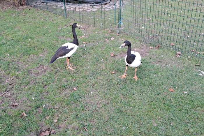 2 mannen ekstergans 2024 te koop