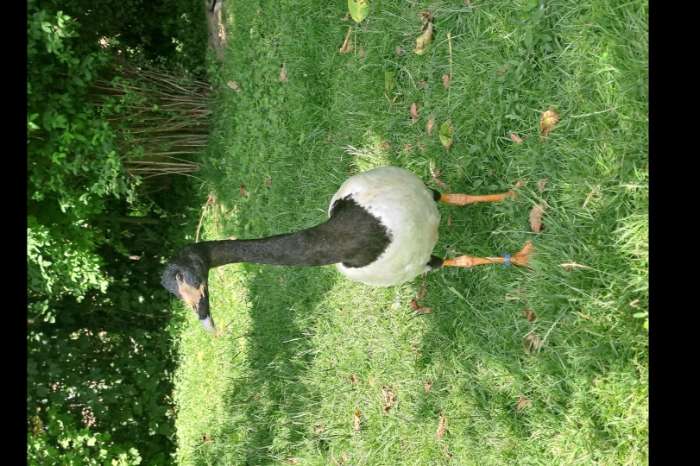 2 mannen ekstergans 2024 te koop