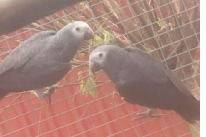 thimney gryze roodstaartjes