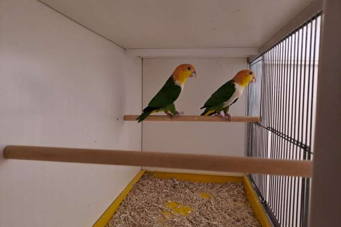 gezocht broedrijpe man groendij caique