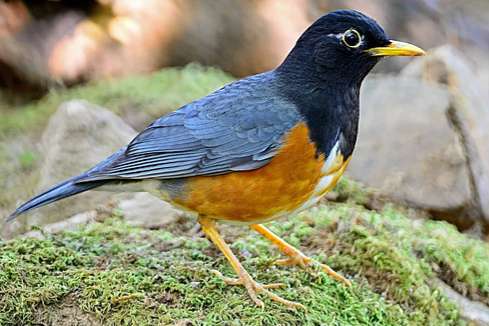 zwartborstlijsters en zanglijsters