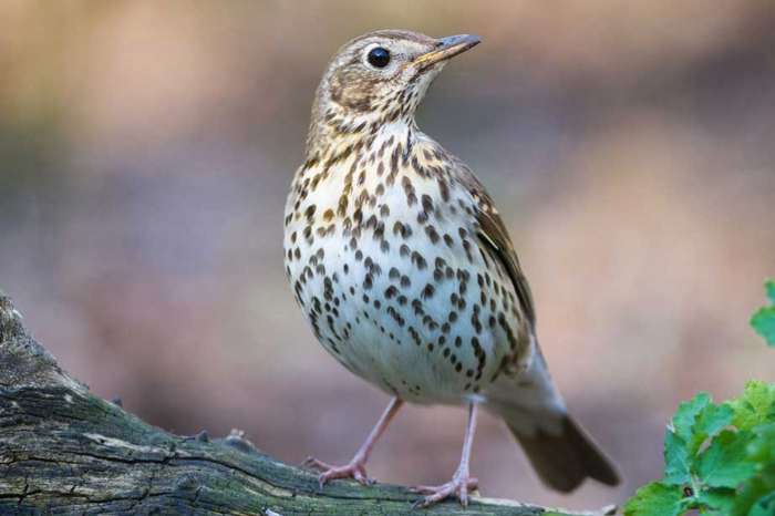 zwartborstlijsters en zanglijsters