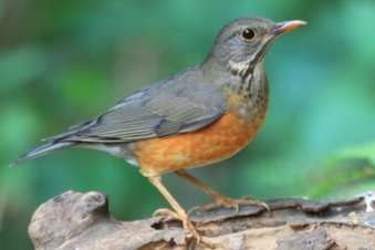 zwartborstlijsters en zanglijsters
