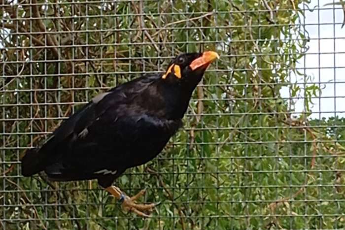 gracula religiosa 0,1