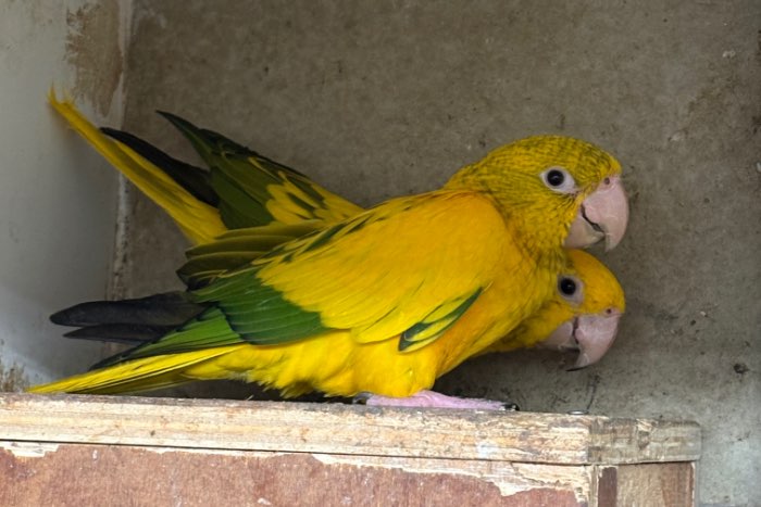 2-2 goudparkieten onverwante koppels 2025