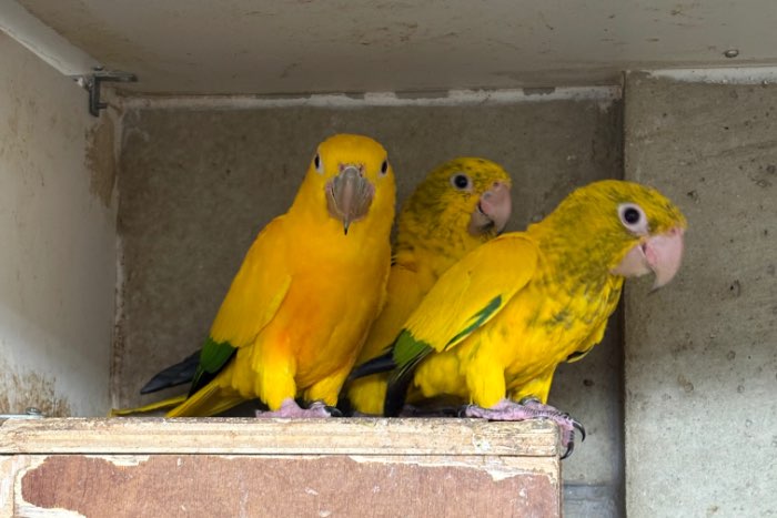 2-2 goudparkieten onverwante koppels 2025