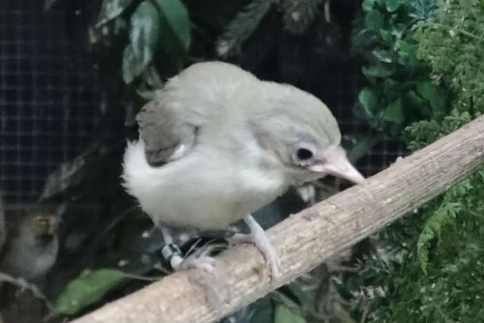 ruilen senegal brilvogel