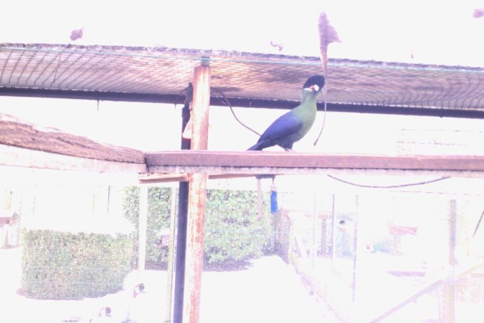 hartlaup toerako van 2025