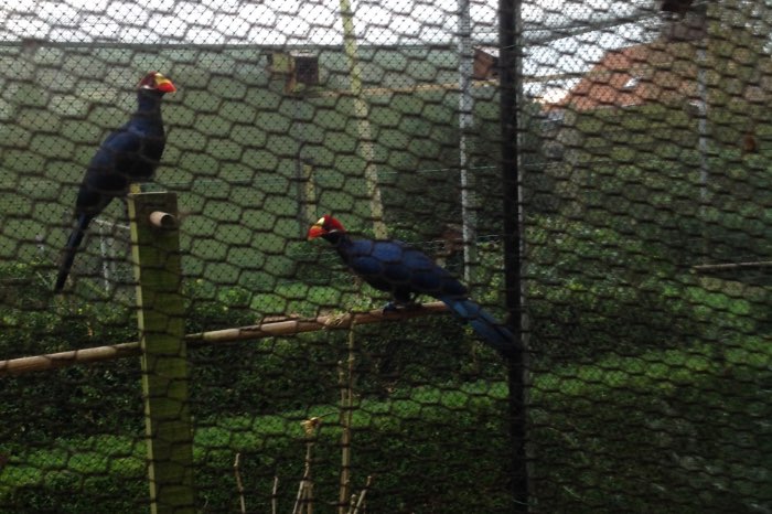 een koppel schildtoerakos