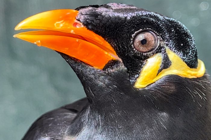 middelbeo (intermedia) 0,2